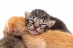 Newborn Kittens Isolated Stock Photo