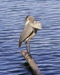 Beautiful Background With A Great Blue Heron Stock Photo