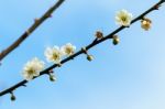 White Apricot Blossom With Blue Sky Stock Photo