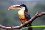 Tucan Bird Sitting On Branch At The Zoo Stock Photo