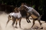 Zebra Fighting Stock Photo