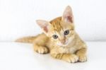 Orange Short Hair Kitten Sitting Isolated On White Cement Wall Background Stock Photo