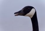 Picture With A Funny Canada Goose Screaming Stock Photo