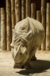 White Rhinoceros Or Square-lipped Rhinoceros (ceratotherium Simum) On A Zoo Stock Photo