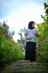 Pregnant Mommy And The Sun Flowers Stock Photo