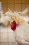 Polish Frizzle Chicken Stock Photo
