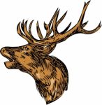 Red Deer Stag Head Roaring Drawing Stock Photo