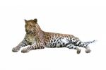 Leopard Isolated Stock Photo