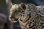 Jaguar At Loro Parque Zoo Stock Photo