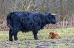 Black Mother Scottish Highlander Cow With Brown Calf Stock Photo