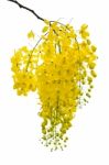 Purging Cassia Or Ratchaphruek Flowers Isolated On White Stock Photo