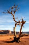 Tree With Legs In Monument Valley Stock Photo