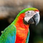 Harlequin Macaw Stock Photo