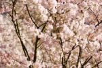 Cherry Tree With Flower Stock Photo