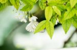 White Black Pattern Butterfly On Bunch Stock Photo