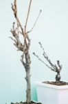 Mini Trees Without Leaves In White Pot Stock Photo