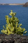 Cactus Bush  R In El Golfo Lanzarote Spain Stock Photo