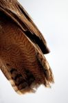 Horned Owl Tail Stock Photo
