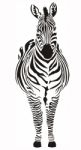Zebra Stock Photo