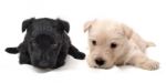 Black And White Puppy Dogs Stock Photo