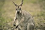 Wallaby Outside By Itself Stock Photo