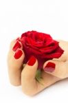 Red Rose In Female Hand Stock Photo