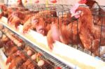 Hen, Chicken And Eggs Farm Stock Photo