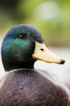 Mallard Duck Stock Photo