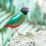 Hooded Pitta Stock Photo