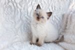 One Young Ragdoll Cat Sitting On Fur In Chair Stock Photo