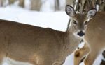 Beautiful Image Of A Wild Deer In The Snowy Forest Stock Photo
