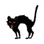 Halloween Growl Black Cat Stock Photo