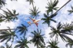Passenger Jet Airplane In Sky Above Palm Trees Stock Photo