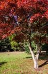 Japanese Maple (acer Palmatum) Growing In East Grinstead Stock Photo