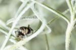 Jumping Spider Hiding In Aerial Roots Of Spanish Moss Stock Photo
