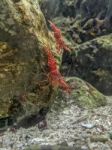 Red Camel Shrimp On Rock Under Water Stock Photo