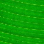 Leaf Abstract Stock Photo