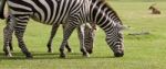 Two Beautiful Zebras On The Grass Field Stock Photo