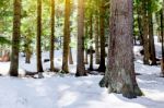 Snow Larch Forest With Sunlight And Shadows Beautiful Green Pine Stock Photo