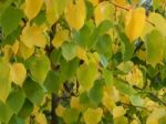 Texture Of The Autumn Foliage Of Trees  Stock Photo