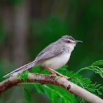 Plain Prinia Stock Photo