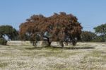 Spring Landscape In Alentejo Stock Photo