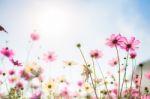 Abatract.sweet Color Cosmos Flowers In Bokeh Texture Soft Blur F Stock Photo