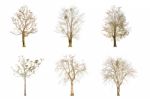 Set Of Dry Tree Shape And Tree Branch On White Background For Isolated Stock Photo