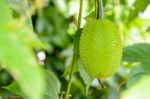 Green Gac Fruit Stock Photo