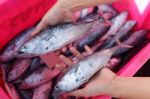 Hand Showing Fresh Longtail Tuna In Fish Market Stock Photo