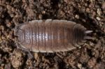 Pillbug On The Dirt Stock Photo