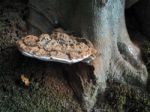 Bracket Fungus Growing On A Tree In Ashdown Forest Stock Photo