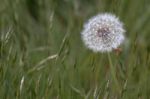 Close-up Of A Dandelion (taraxacum) Seed Head In A Field In Gods Stock Photo
