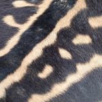 Common Zebra Skin Stock Photo